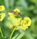 Euphorbia virgata