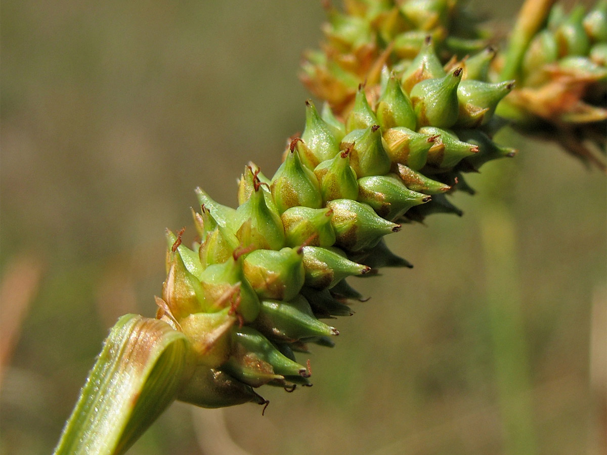 Изображение особи Carex extensa.