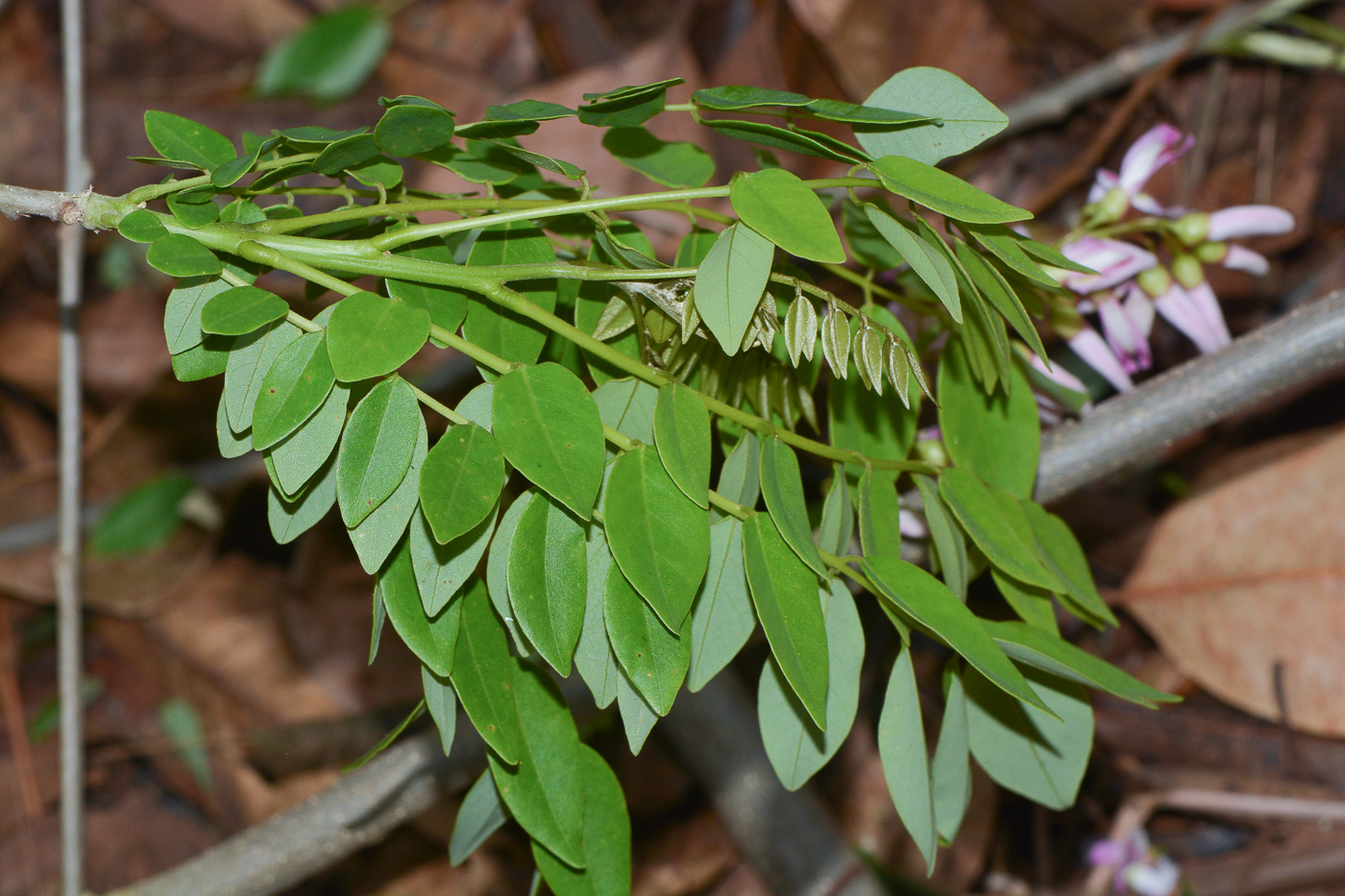 Image of Gliricidia sepium specimen.