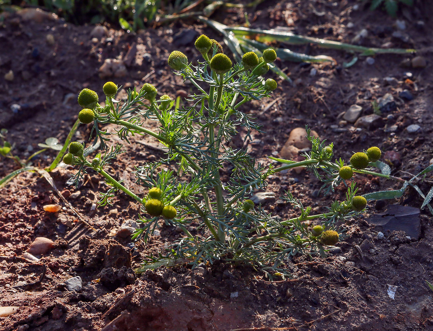 Изображение особи Matricaria discoidea.