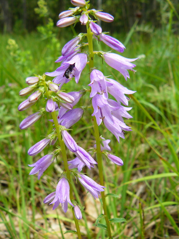 Image of Campanula ruthenica specimen.