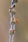 Plantago albicans. Часть соцветия. Испания, Каталония, провинция Жирона, комарка Альт-Эмпорда, окр. г. Фигерас, луг на крепостных валах. 31.03.2019.