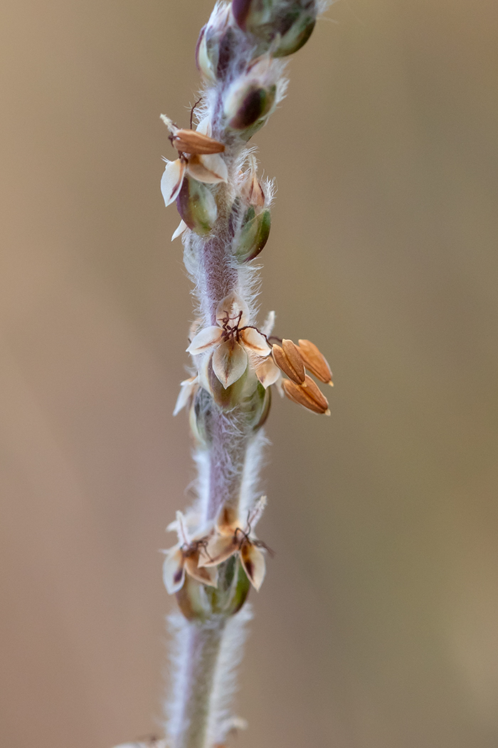 Изображение особи Plantago albicans.