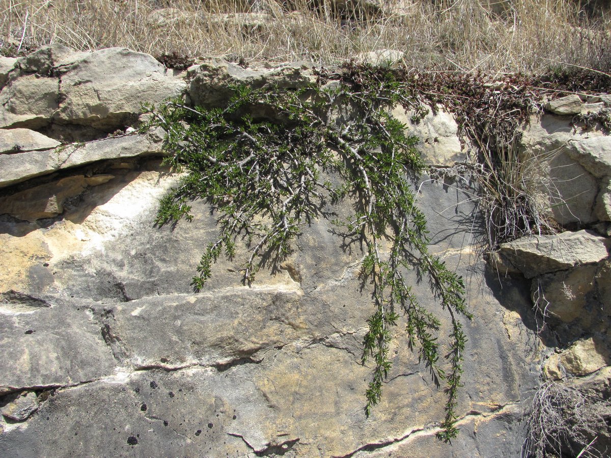 Image of Rhamnus tortuosa specimen.