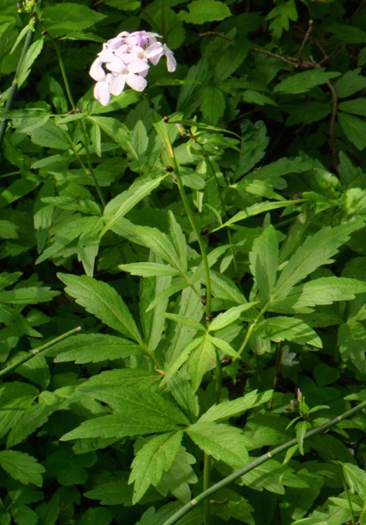 Изображение особи Cardamine bulbifera.