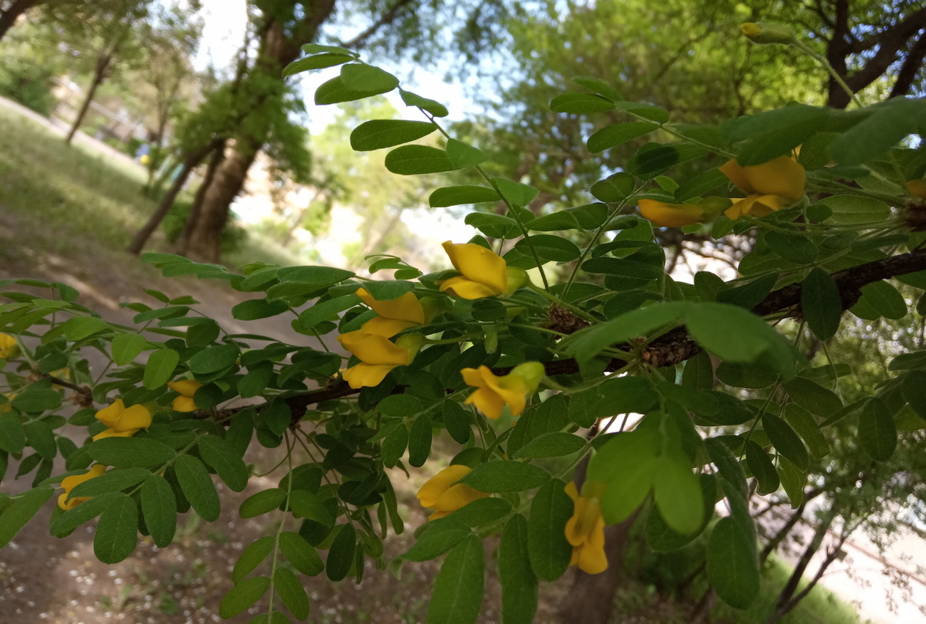 Изображение особи Caragana arborescens.