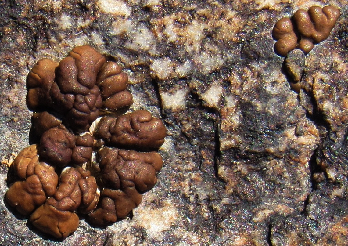 Image of Acarospora rugulosa specimen.