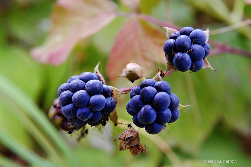 Изображение особи Rubus caesius.