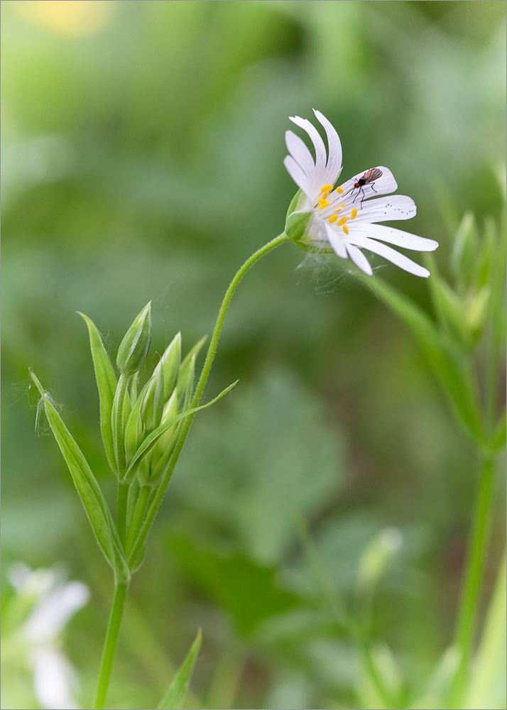 Image of Stellaria holostea specimen.