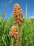 Orobanche alsatica. Соцветия. Казахстан, Западный Алтай, горы Таловка (Собачьи Горы) у пер. Седло в окр. с. Солдатово; разнотравный луг на пологом склоне юго-зап. экспозиции, ≈ 1200 м н.у.м. 28 июня 2019 г.