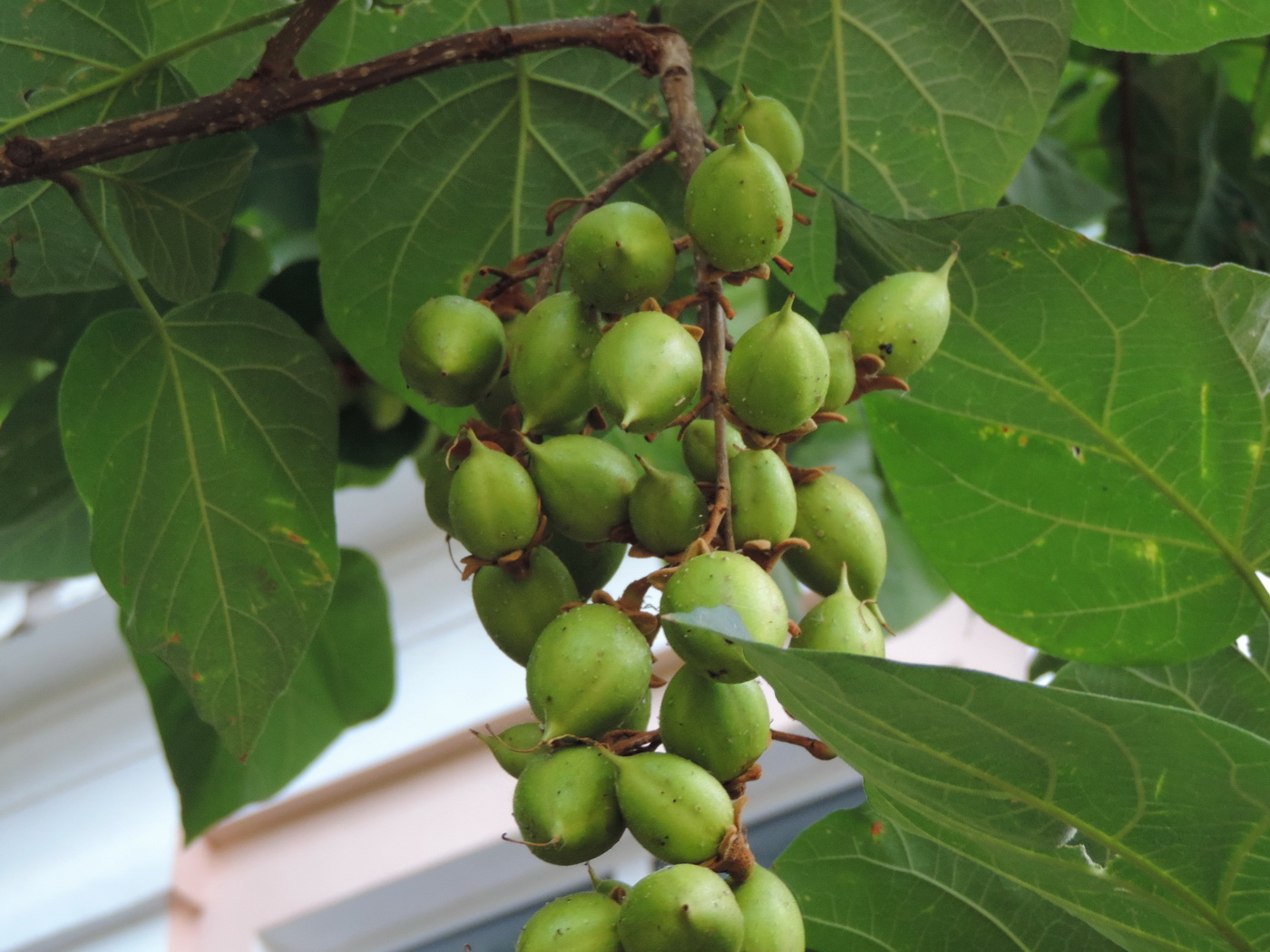 Image of Paulownia tomentosa specimen.