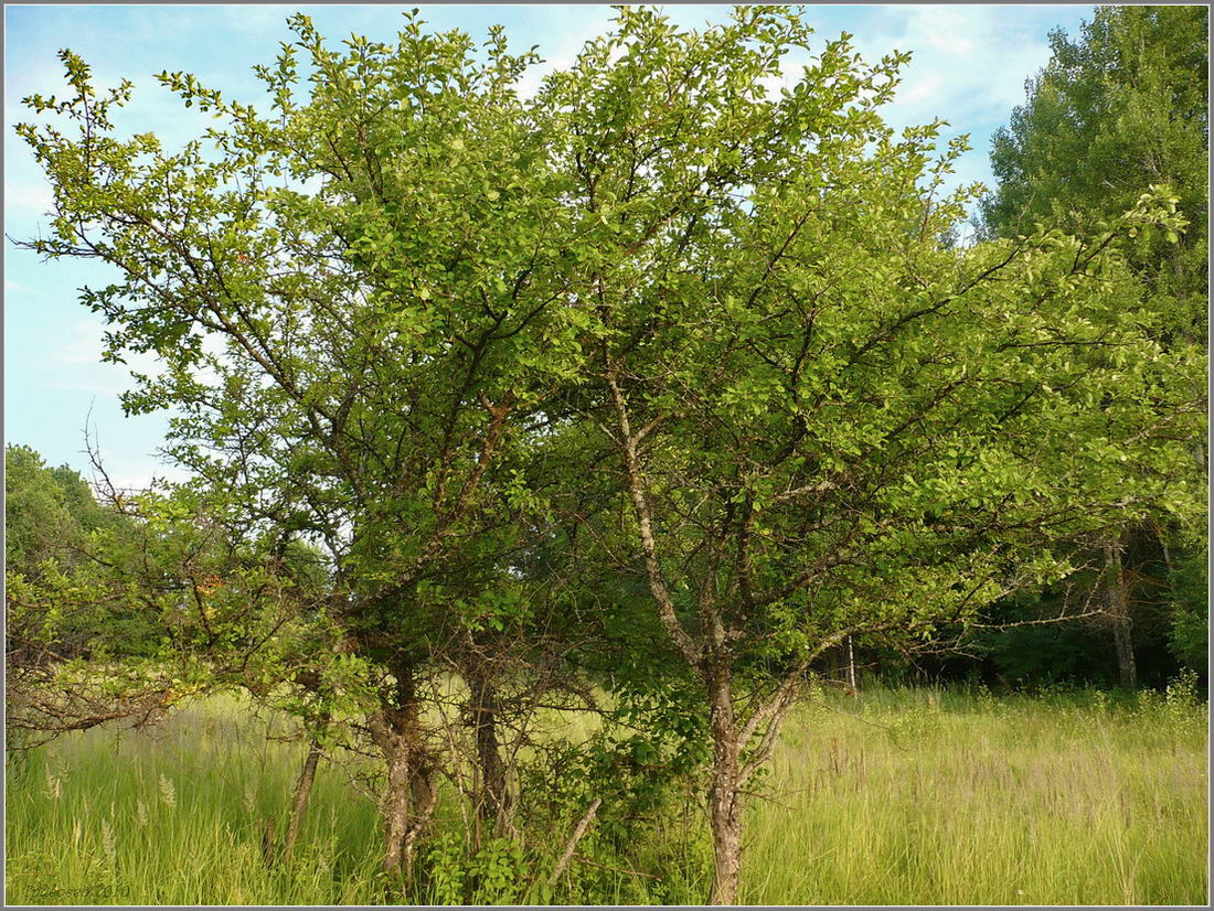 Изображение особи Malus sylvestris.