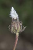 Crepis rhoeadifolia