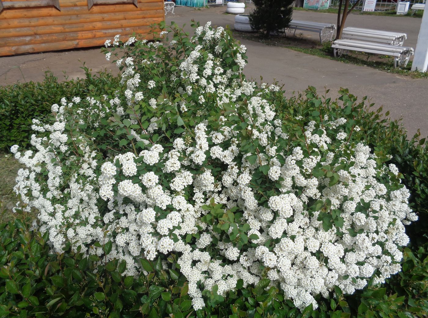 Image of Spiraea &times; vanhouttei specimen.