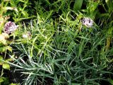 Dianthus chinensis