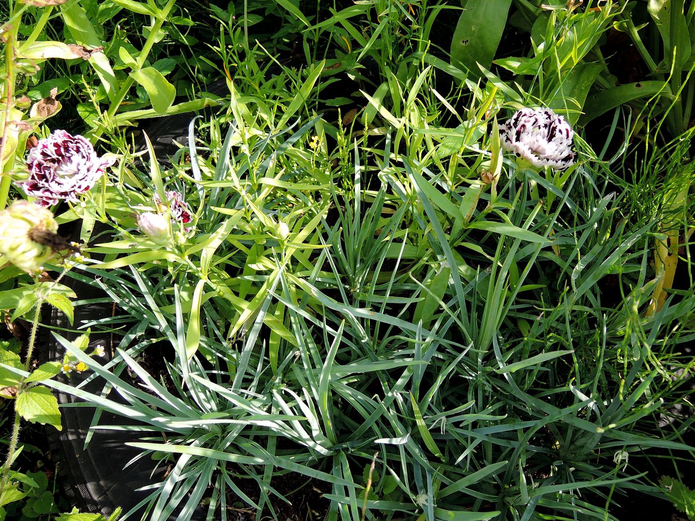 Image of Dianthus chinensis specimen.