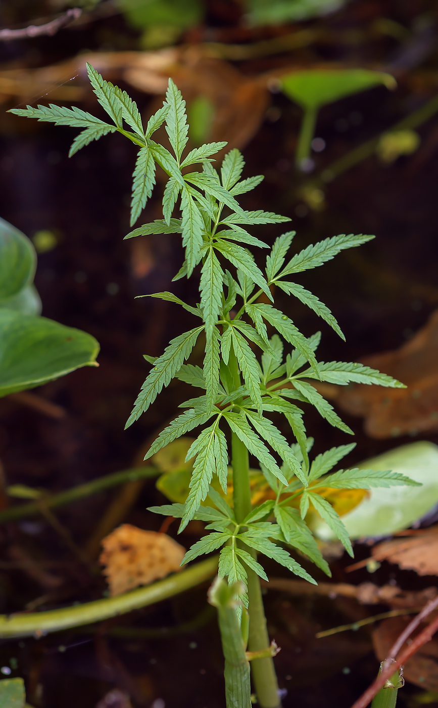 Image of Cicuta virosa specimen.