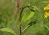 Solidago virgaurea