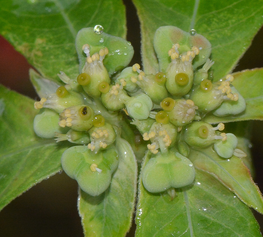 Изображение особи Euphorbia heterophylla.