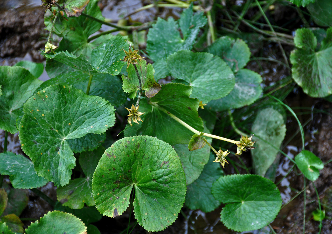Image of Caltha palustris specimen.