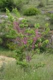 Cercis siliquastrum. Цветущее растение. Крым, Севастополь, Сарандинакина балка. 21.05.2019.