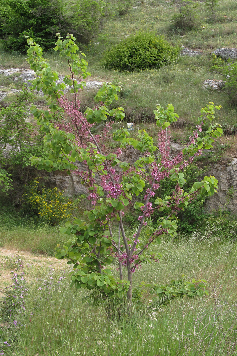 Image of Cercis siliquastrum specimen.