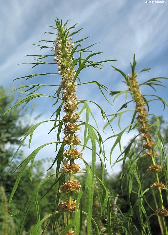 Изображение особи Leonurus glaucescens.