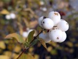 Symphoricarpos albus разновидность laevigatus. Верхушка побега с соплодием. Челябинская обл., г. Челябинск, Ботанический сад ЧелГУ, в культуре. 08.10.2019.