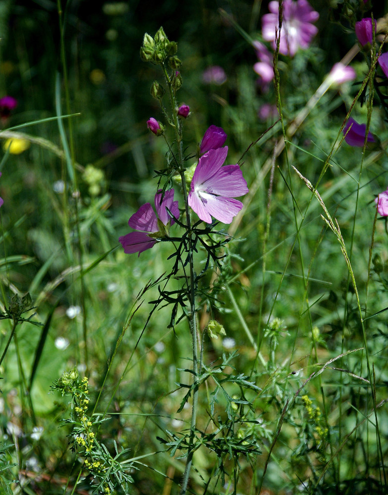 Image of Malva moschata specimen.