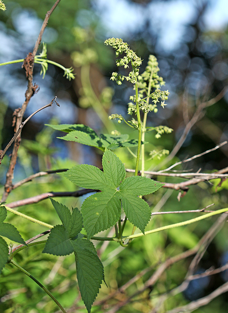 Изображение особи Humulopsis scandens.