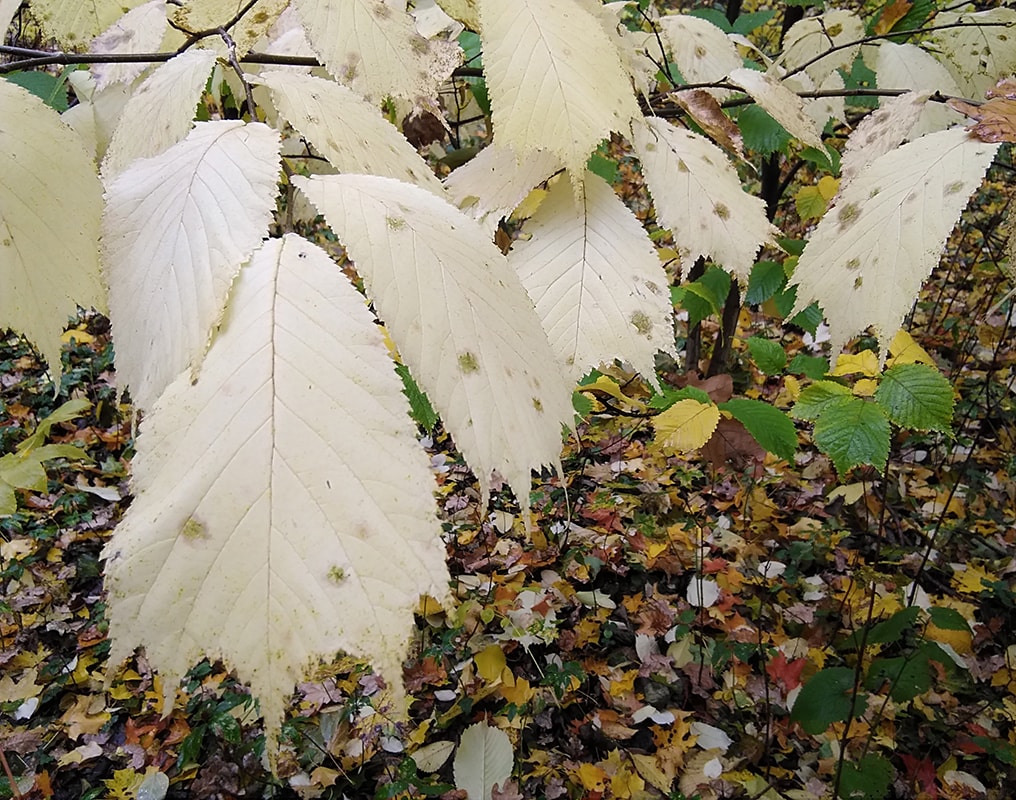 Image of Ulmus laciniata specimen.