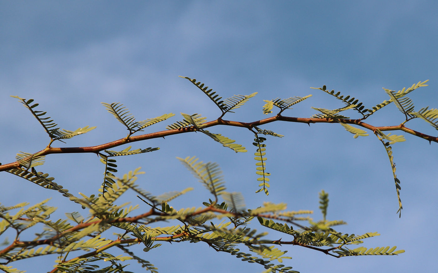 Image of Faidherbia albida specimen.