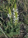 Pedicularis achilleifolia. Цветущее растение. Алтай, Кош-Агачский р-н, Курайская степь, окр. с. Курай, ≈ 1600 м н.у.м., степной склон. 11.06.2019.