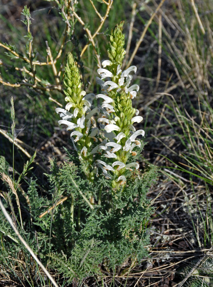 Image of Pedicularis achilleifolia specimen.