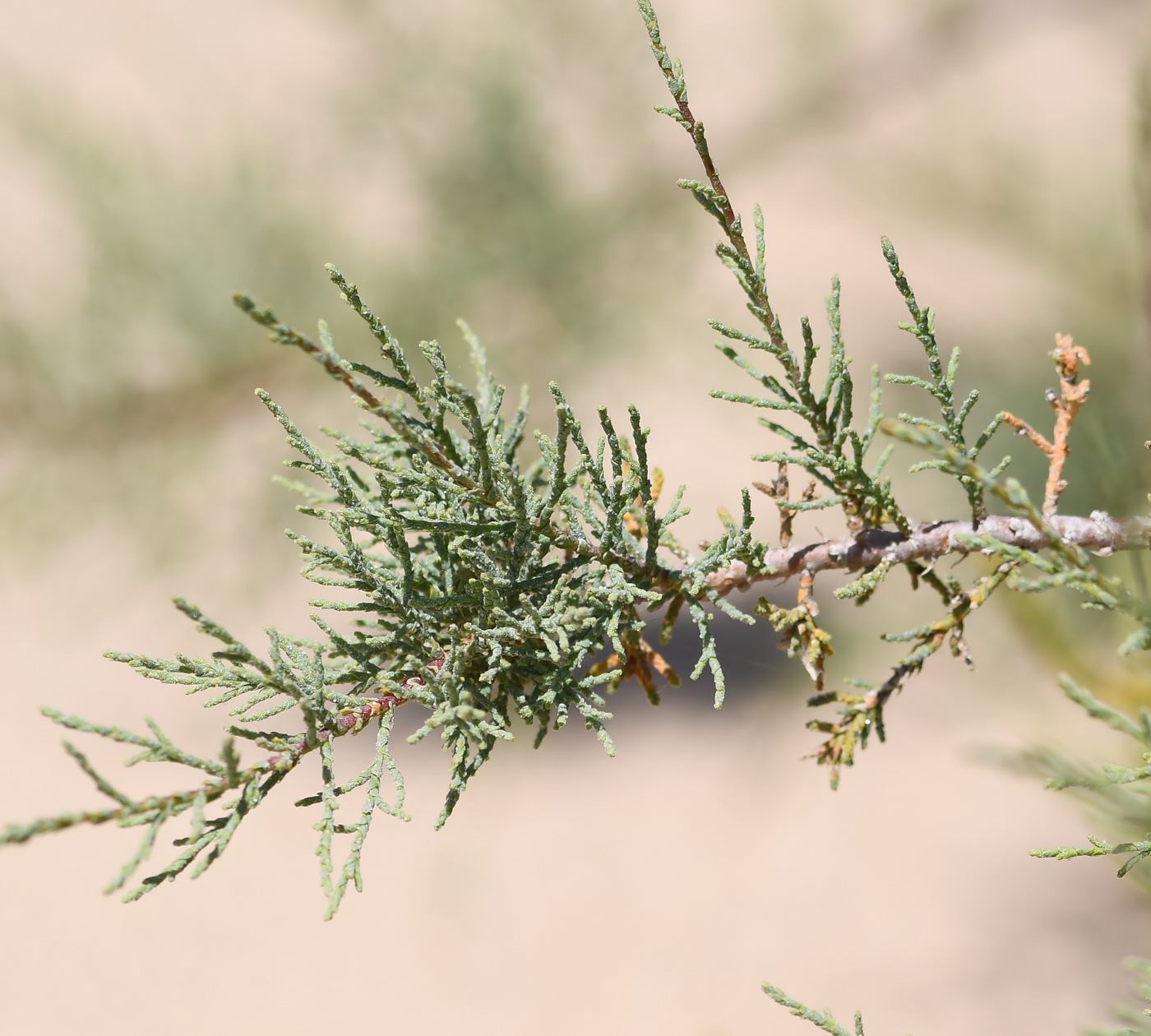 Изображение особи Tamarix canariensis.