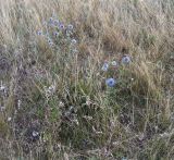 Echinops meyeri