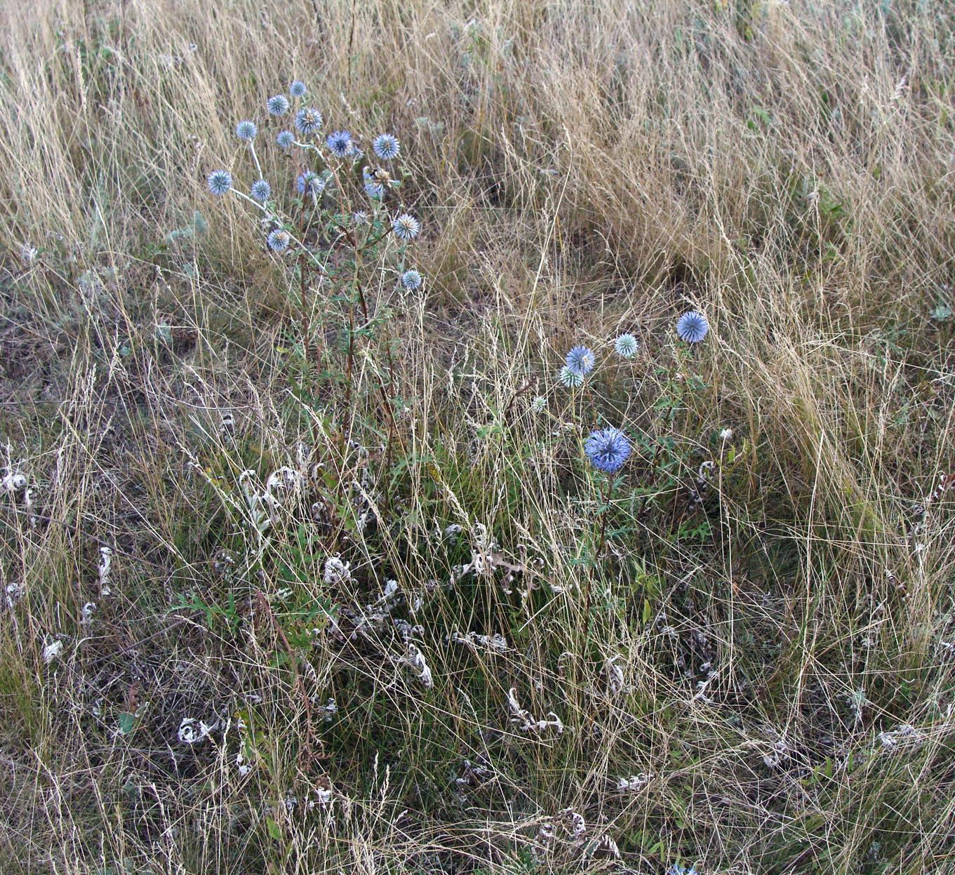 Изображение особи Echinops meyeri.