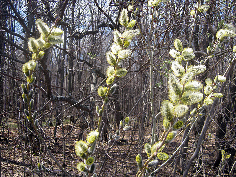 Image of Salix caprea specimen.