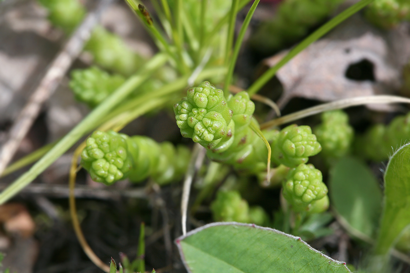 Изображение особи Sedum acre.