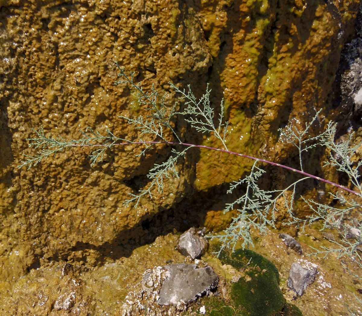 Image of genus Tamarix specimen.