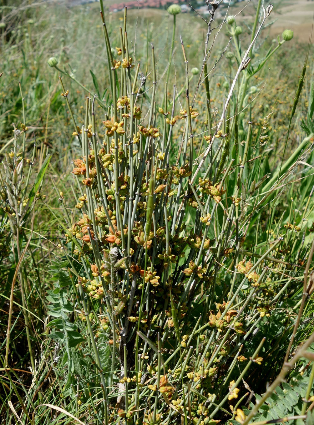 Изображение особи Ephedra intermedia.