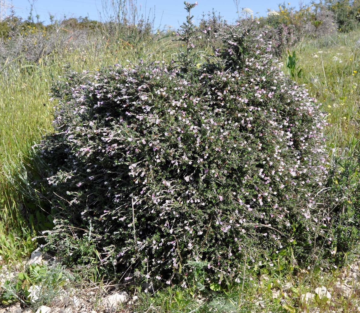 Изображение особи Lithodora hispidula ssp. versicolor.