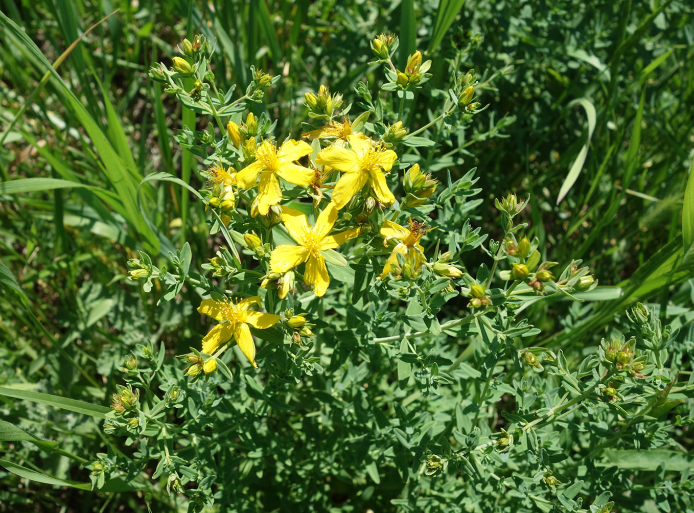 Изображение особи Hypericum perforatum.