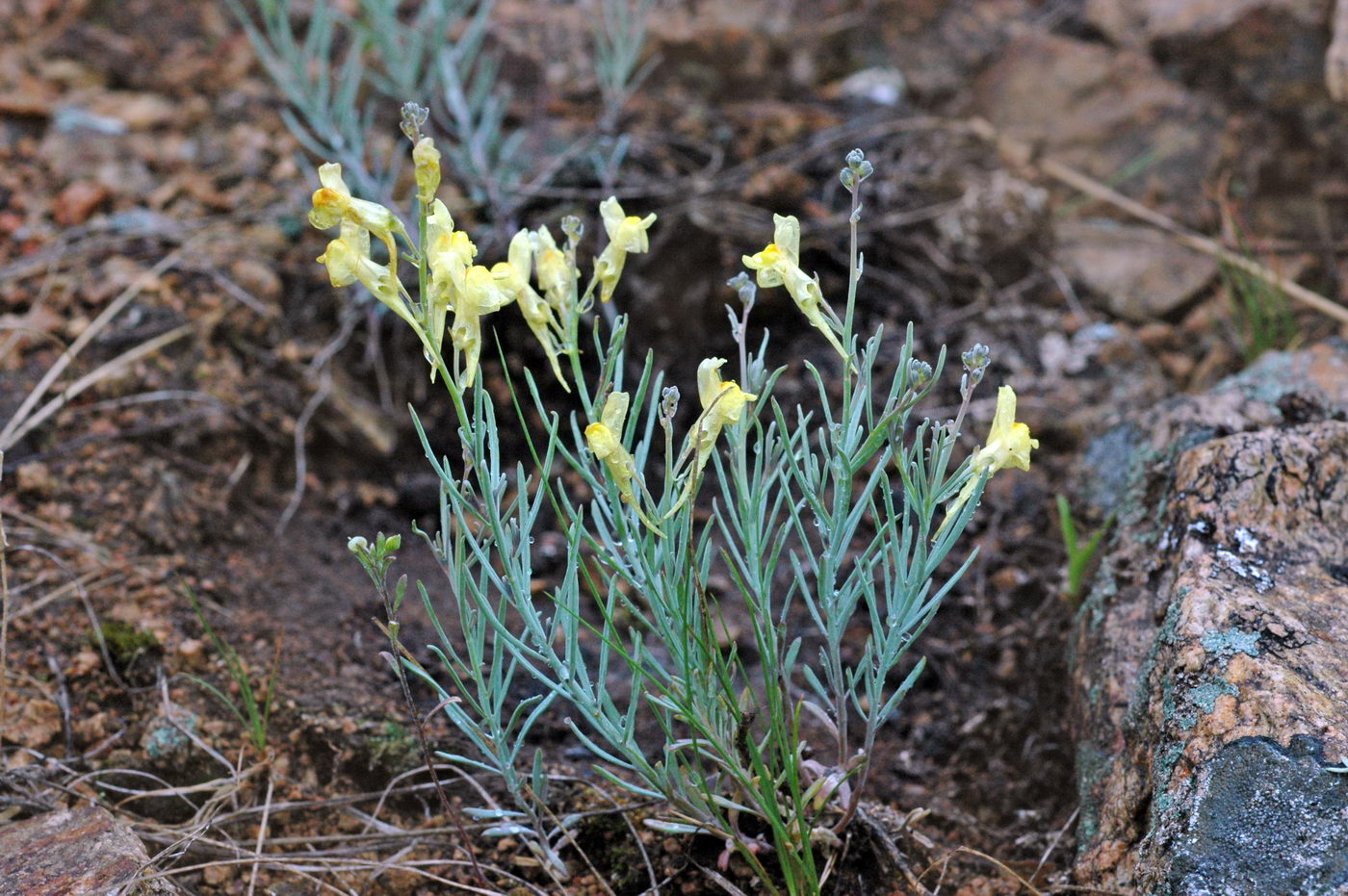 Image of Linaria uralensis specimen.