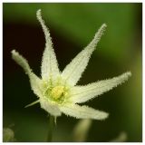 Echinocystis lobata