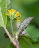 Acmella ciliata