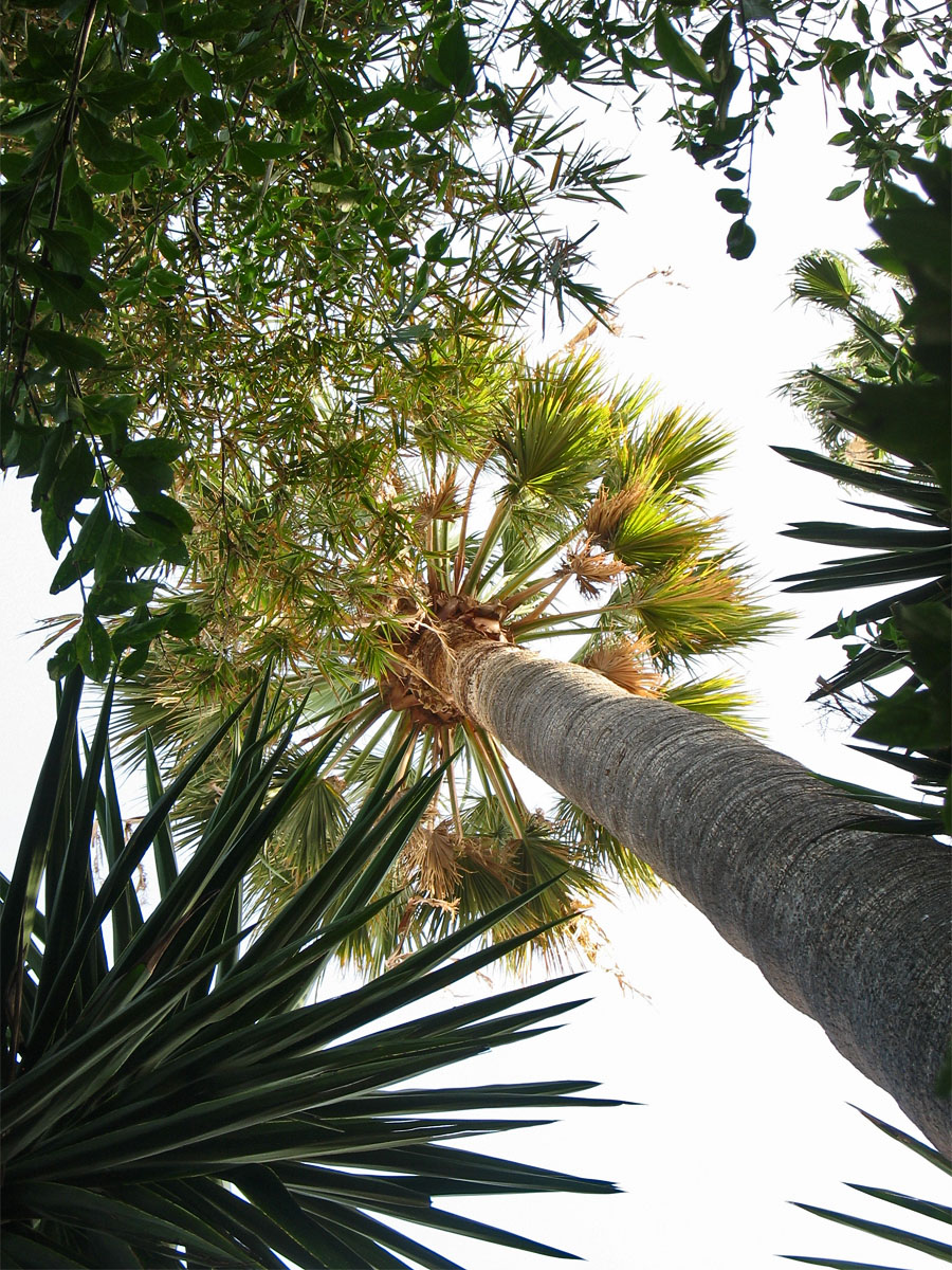 Image of Washingtonia filifera specimen.