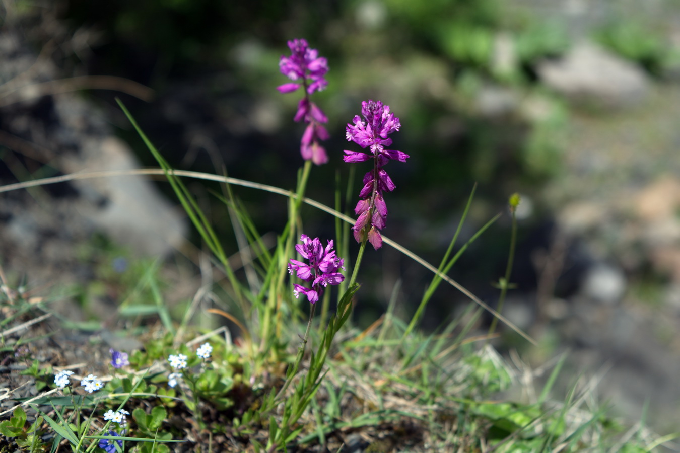 Изображение особи род Polygala.