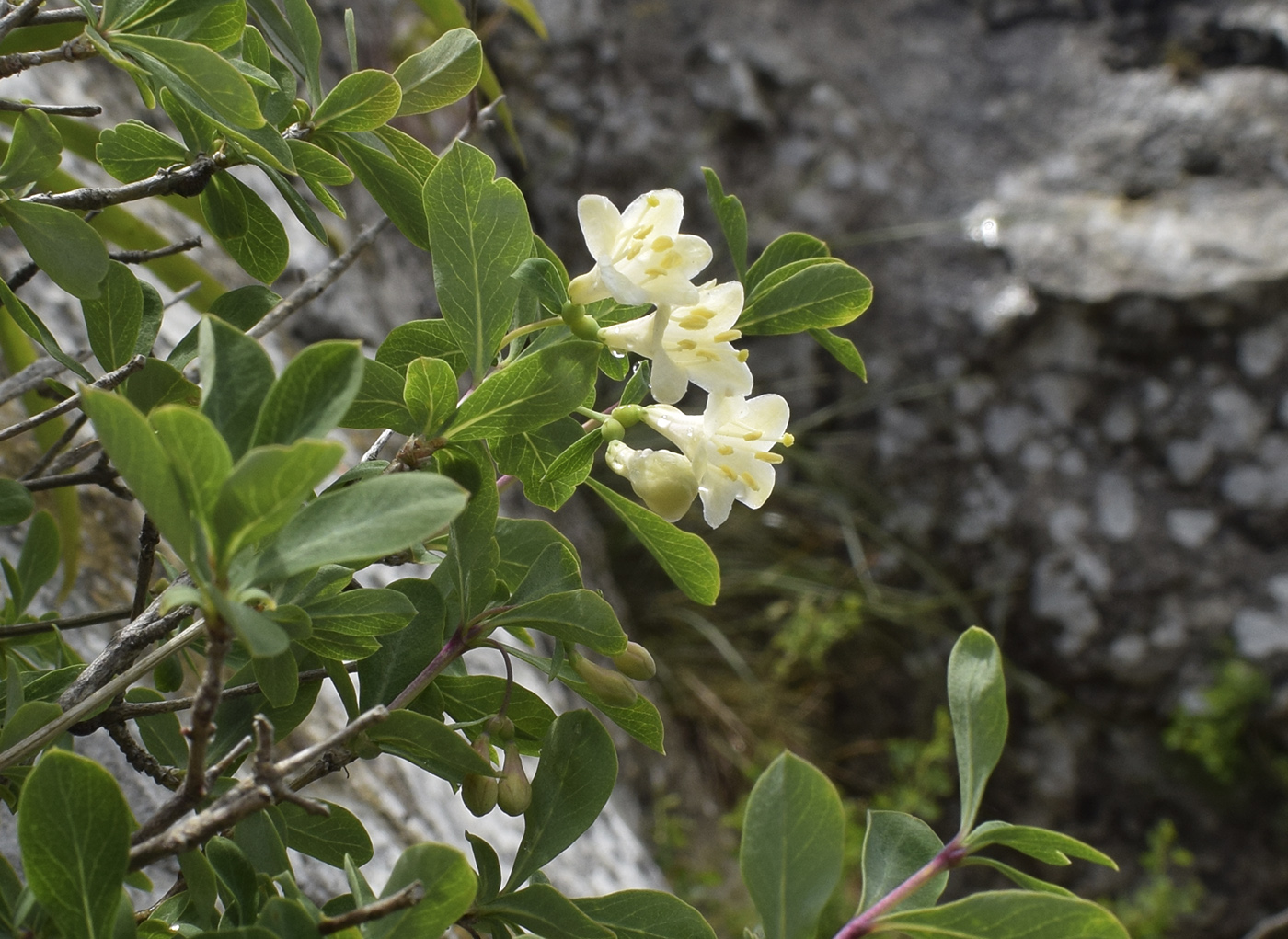 Image of Lonicera pyrenaica specimen.