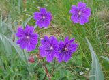Geranium gymnocaulon